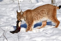 Bwald 17-02-09 0941   Photos ACG 2017