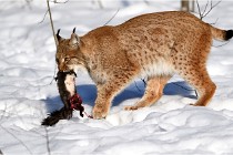 Bwald 17-02-09 0942   Photos ACG 2017