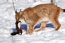 Bwald 17-02-09 0943   Photos ACG 2017