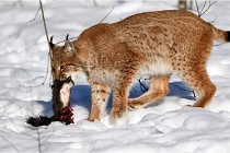 Bwald 17-02-09 0944   Photos ACG 2017