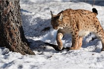 Bwald 17-02-09 0957   Photos ACG 2017