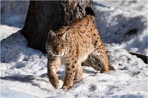 Bwald 17-02-09 0962   Photos ACG 2017