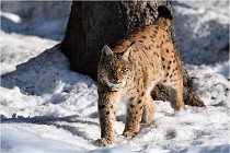 Bwald 17-02-09 0963   Photos ACG 2017