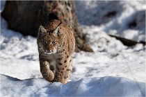 Bwald 17-02-09 0969   Photos ACG 2017