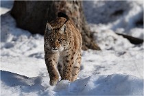 Bwald 17-02-09 0970   Photos ACG 2017