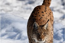 Bwald 17-02-09 0976   Photos ACG 2017