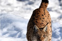 Bwald 17-02-09 0977   Photos ACG 2017