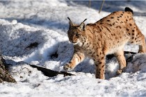 Bwald 17-02-09 0983   Photos ACG 2017