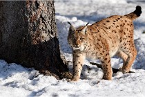 Bwald 17-02-09 0988   Photos ACG 2017