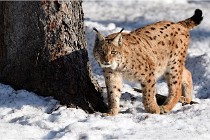 Bwald 17-02-09 0989   Photos ACG 2017