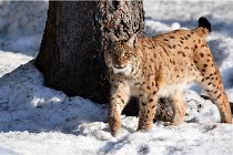 Bwald 17-02-09 0990   Photos ACG 2017