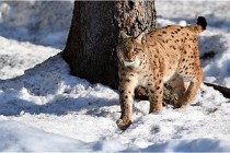 Bwald 17-02-09 0992   Photos ACG 2017