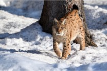 Bwald 17-02-09 0993   Photos ACG 2017