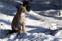 Bwald 17-02-09 1006   Photos ACG 2017