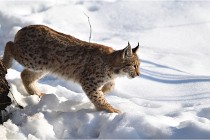 Bwald 17-02-09 1022   Photos ACG 2017