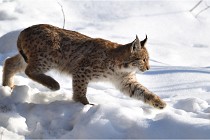 Bwald 17-02-09 1023   Photos ACG 2017