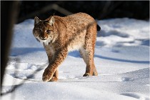 Bwald 17-02-09 1032   Photos ACG 2017