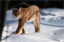 Bwald 17-02-09 1033   Photos ACG 2017