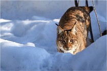 Bwald 17-02-09 1034   Photos ACG 2017