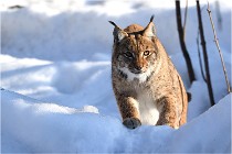 Bwald 17-02-09 1036   Photos ACG 2017