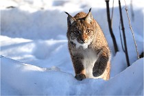 Bwald 17-02-09 1037   Photos ACG 2017