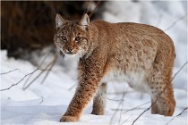 Bwald 17-02-09 1073   Photos ACG 2017