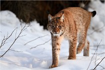 Bwald 17-02-09 1075   Photos ACG 2017