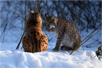 Bwald 17-02-09 1079   Photos ACG 2017