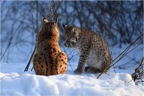 Bwald 17-02-09 1081   Photos ACG 2017