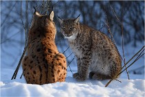 Bwald 17-02-09 1083   Photos ACG 2017