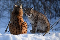 Bwald 17-02-09 1085   Photos ACG 2017