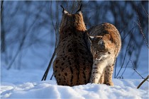 Bwald 17-02-09 1087   Photos ACG 2017