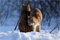 Bwald 17-02-09 1088   Photos ACG 2017