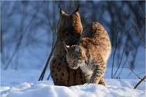 Bwald 17-02-09 1089   Photos ACG 2017