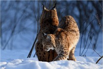 Bwald 17-02-09 1091   Photos ACG 2017