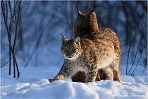 Bwald 17-02-09 1092   Photos ACG 2017