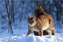 Bwald 17-02-09 1093   Photos ACG 2017