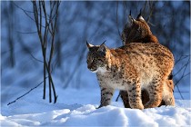 Bwald 17-02-09 1094   Photos ACG 2017