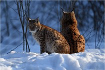 Bwald 17-02-09 1100   Photos ACG 2017