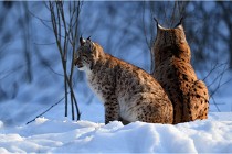 Bwald 17-02-09 1101   Photos ACG 2017