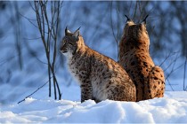 Bwald 17-02-09 1107   Photos ACG 2017