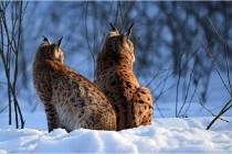 Bwald 17-02-09 1110   Photos ACG 2017