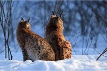 Bwald 17-02-09 1111   Photos ACG 2017