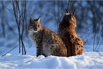 Bwald 17-02-09 1114   Photos ACG 2017