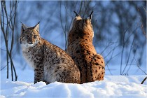 Bwald 17-02-09 1122   Photos ACG 2017