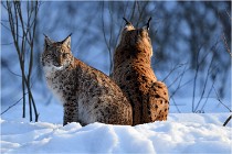 Bwald 17-02-09 1123   Photos ACG 2017