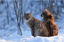 Bwald 17-02-09 1137   Photos ACG 2017