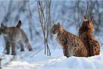 Bwald 17-02-09 1156   Photos ACG 2017