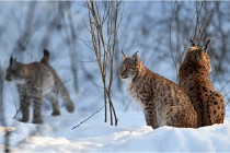 Bwald 17-02-09 1157   Photos ACG 2017