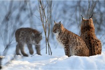 Bwald 17-02-09 1159   Photos ACG 2017